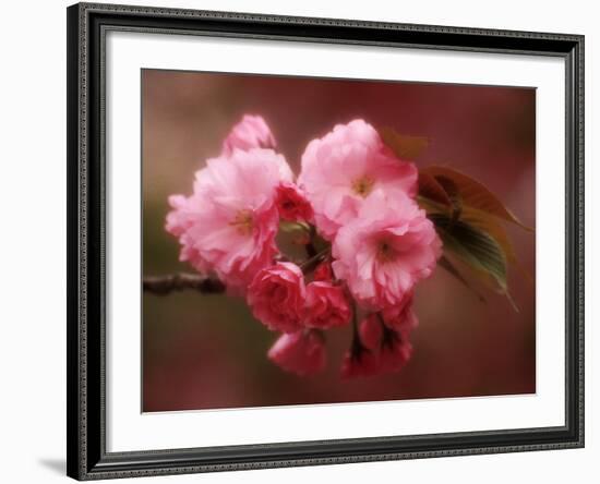 Close-up of Cherry Blossoms at Osaka Cherry Blossom Festival, Osaka, Japan-Nancy & Steve Ross-Framed Photographic Print