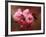 Close-up of Cherry Blossoms at Osaka Cherry Blossom Festival, Osaka, Japan-Nancy & Steve Ross-Framed Photographic Print