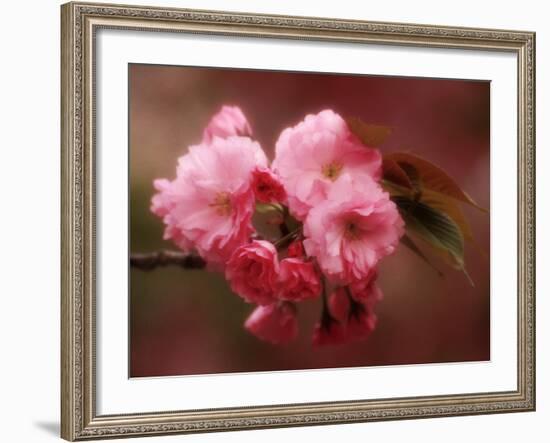 Close-up of Cherry Blossoms at Osaka Cherry Blossom Festival, Osaka, Japan-Nancy & Steve Ross-Framed Photographic Print