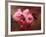 Close-up of Cherry Blossoms at Osaka Cherry Blossom Festival, Osaka, Japan-Nancy & Steve Ross-Framed Photographic Print