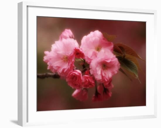 Close-up of Cherry Blossoms at Osaka Cherry Blossom Festival, Osaka, Japan-Nancy & Steve Ross-Framed Photographic Print