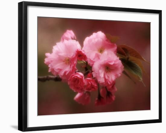 Close-up of Cherry Blossoms at Osaka Cherry Blossom Festival, Osaka, Japan-Nancy & Steve Ross-Framed Photographic Print