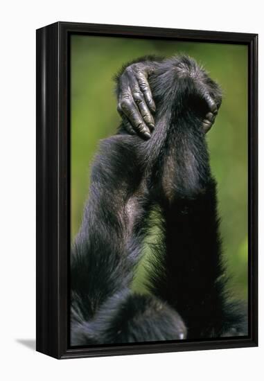 Close-Up of Chimpanzees Holding Hands-null-Framed Premier Image Canvas
