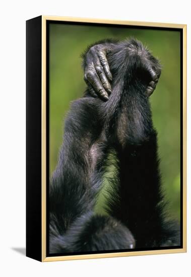 Close-Up of Chimpanzees Holding Hands-null-Framed Premier Image Canvas