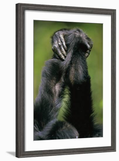 Close-Up of Chimpanzees Holding Hands--Framed Photographic Print