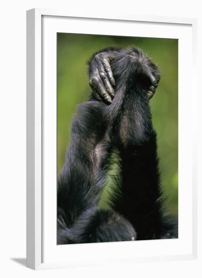 Close-Up of Chimpanzees Holding Hands-null-Framed Photographic Print