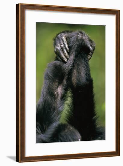 Close-Up of Chimpanzees Holding Hands-null-Framed Photographic Print