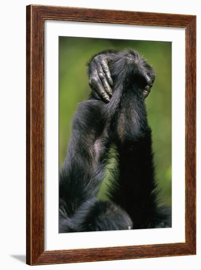 Close-Up of Chimpanzees Holding Hands-null-Framed Photographic Print