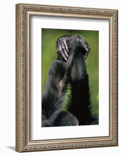 Close-Up of Chimpanzees Holding Hands-null-Framed Photographic Print