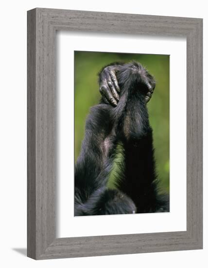 Close-Up of Chimpanzees Holding Hands-null-Framed Photographic Print