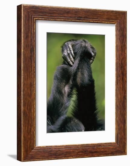 Close-Up of Chimpanzees Holding Hands-null-Framed Photographic Print