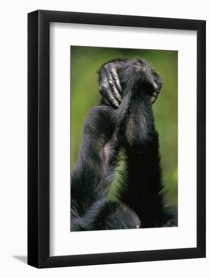 Close-Up of Chimpanzees Holding Hands-null-Framed Photographic Print