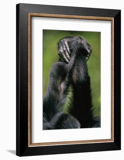 Close-Up of Chimpanzees Holding Hands-null-Framed Photographic Print