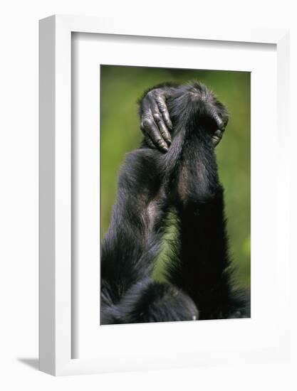 Close-Up of Chimpanzees Holding Hands-null-Framed Photographic Print