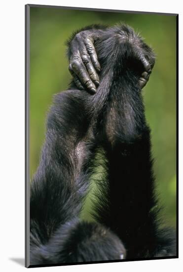 Close-Up of Chimpanzees Holding Hands-null-Mounted Photographic Print