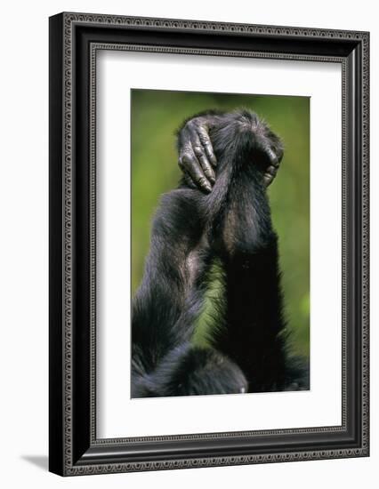 Close-Up of Chimpanzees Holding Hands-null-Framed Photographic Print