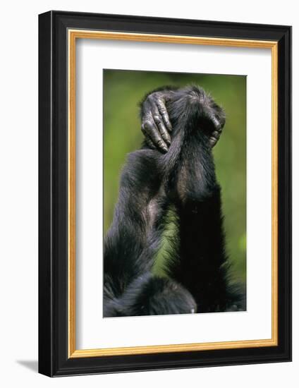 Close-Up of Chimpanzees Holding Hands-null-Framed Photographic Print