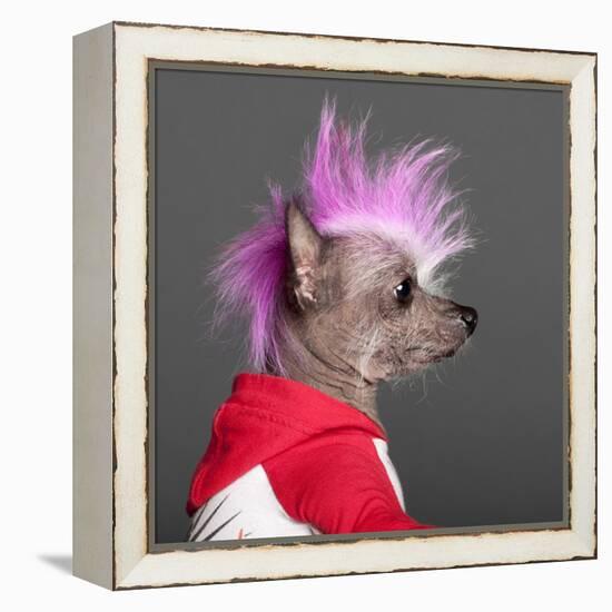 Close-Up Of Chinese Crested Dog With Pink Mohawk, 4 Years Old, In Front Of Grey Background-Life on White-Framed Premier Image Canvas