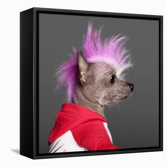 Close-Up Of Chinese Crested Dog With Pink Mohawk, 4 Years Old, In Front Of Grey Background-Life on White-Framed Premier Image Canvas