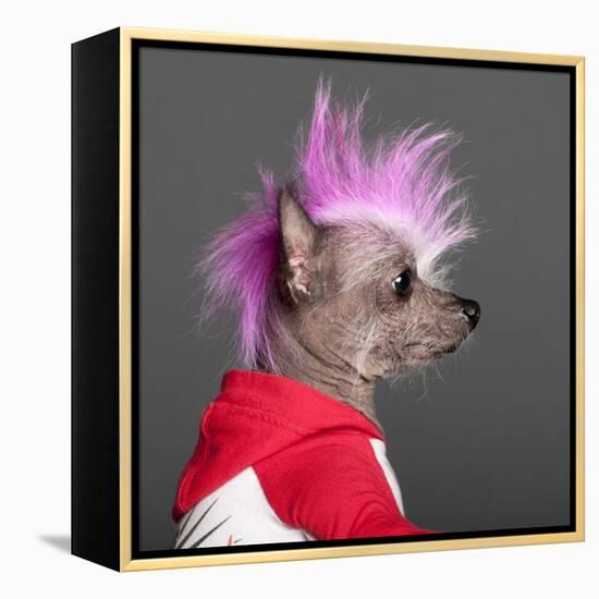 Close-Up Of Chinese Crested Dog With Pink Mohawk, 4 Years Old, In Front Of Grey Background-Life on White-Framed Premier Image Canvas