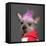 Close-Up Of Chinese Crested Dog With Pink Mohawk, 4 Years Old, In Front Of Grey Background-Life on White-Framed Premier Image Canvas