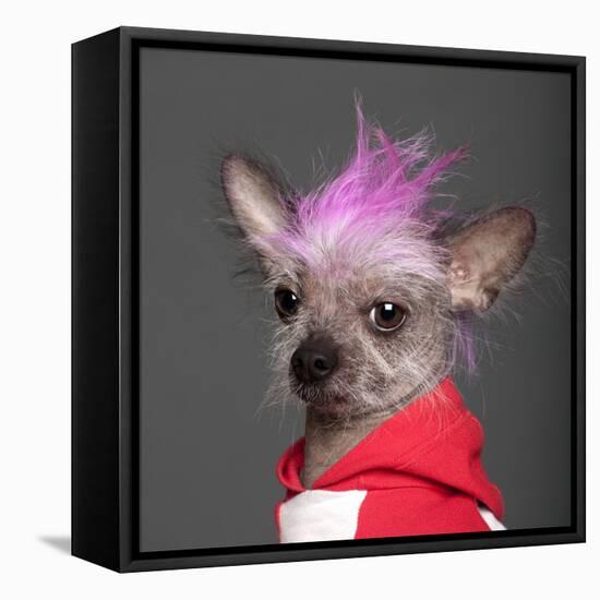 Close-Up Of Chinese Crested Dog With Pink Mohawk, 4 Years Old, In Front Of Grey Background-Life on White-Framed Premier Image Canvas