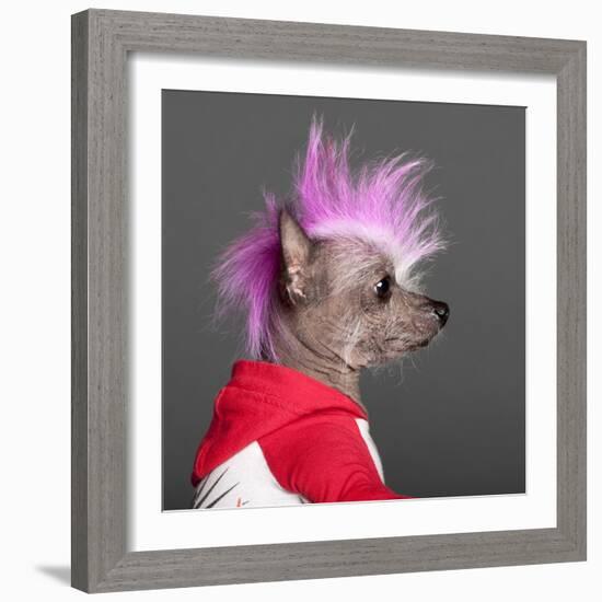 Close-Up Of Chinese Crested Dog With Pink Mohawk, 4 Years Old, In Front Of Grey Background-Life on White-Framed Photographic Print