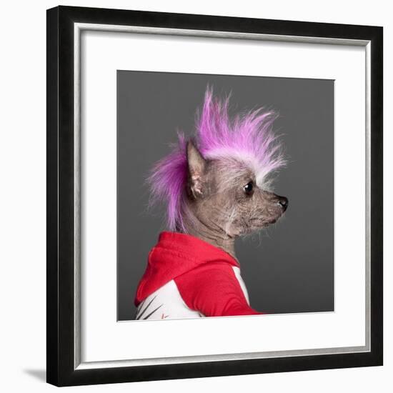 Close-Up Of Chinese Crested Dog With Pink Mohawk, 4 Years Old, In Front Of Grey Background-Life on White-Framed Photographic Print