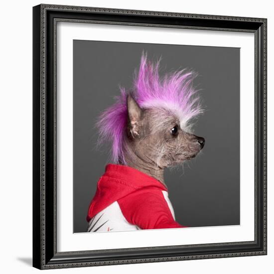 Close-Up Of Chinese Crested Dog With Pink Mohawk, 4 Years Old, In Front Of Grey Background-Life on White-Framed Photographic Print