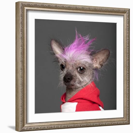 Close-Up Of Chinese Crested Dog With Pink Mohawk, 4 Years Old, In Front Of Grey Background-Life on White-Framed Photographic Print