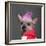 Close-Up Of Chinese Crested Dog With Pink Mohawk, 4 Years Old, In Front Of Grey Background-Life on White-Framed Photographic Print