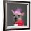 Close-Up Of Chinese Crested Dog With Pink Mohawk, 4 Years Old, In Front Of Grey Background-Life on White-Framed Photographic Print