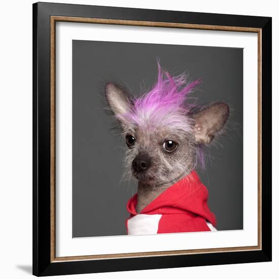 Close-Up Of Chinese Crested Dog With Pink Mohawk, 4 Years Old, In Front Of Grey Background-Life on White-Framed Photographic Print