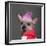 Close-Up Of Chinese Crested Dog With Pink Mohawk, 4 Years Old, In Front Of Grey Background-Life on White-Framed Photographic Print