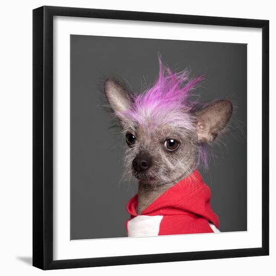 Close-Up Of Chinese Crested Dog With Pink Mohawk, 4 Years Old, In Front Of Grey Background-Life on White-Framed Photographic Print