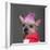 Close-Up Of Chinese Crested Dog With Pink Mohawk, 4 Years Old, In Front Of Grey Background-Life on White-Framed Photographic Print