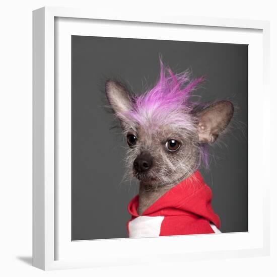 Close-Up Of Chinese Crested Dog With Pink Mohawk, 4 Years Old, In Front Of Grey Background-Life on White-Framed Photographic Print