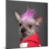 Close-Up Of Chinese Crested Dog With Pink Mohawk, 4 Years Old, In Front Of Grey Background-Life on White-Mounted Photographic Print