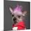 Close-Up Of Chinese Crested Dog With Pink Mohawk, 4 Years Old, In Front Of Grey Background-Life on White-Mounted Photographic Print