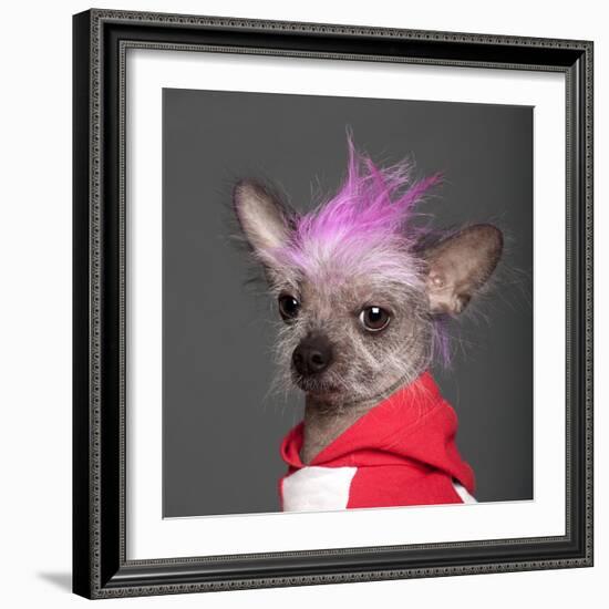 Close-Up Of Chinese Crested Dog With Pink Mohawk, 4 Years Old, In Front Of Grey Background-Life on White-Framed Photographic Print