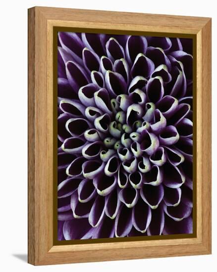 Close-up of Chrysanthemum Flower-Clive Nichols-Framed Premier Image Canvas