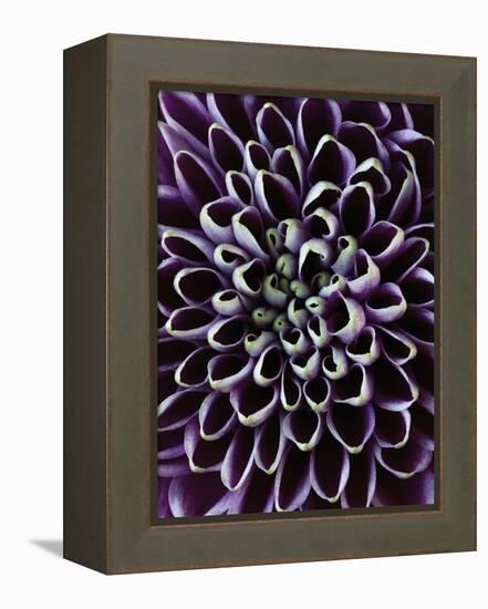 Close-up of Chrysanthemum Flower-Clive Nichols-Framed Premier Image Canvas