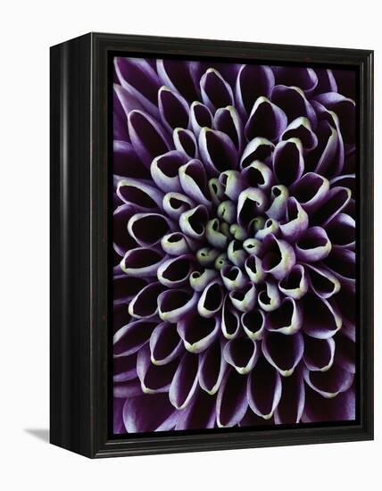 Close-up of Chrysanthemum Flower-Clive Nichols-Framed Premier Image Canvas