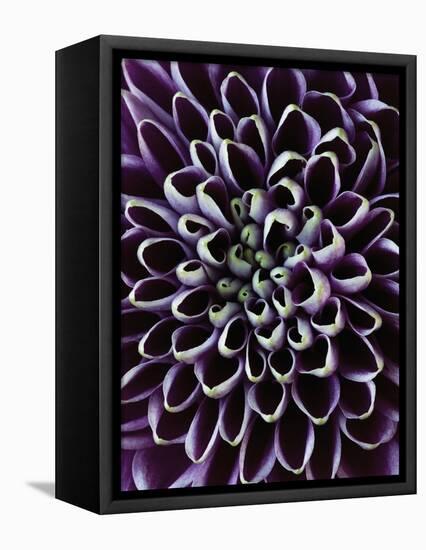 Close-up of Chrysanthemum Flower-Clive Nichols-Framed Premier Image Canvas