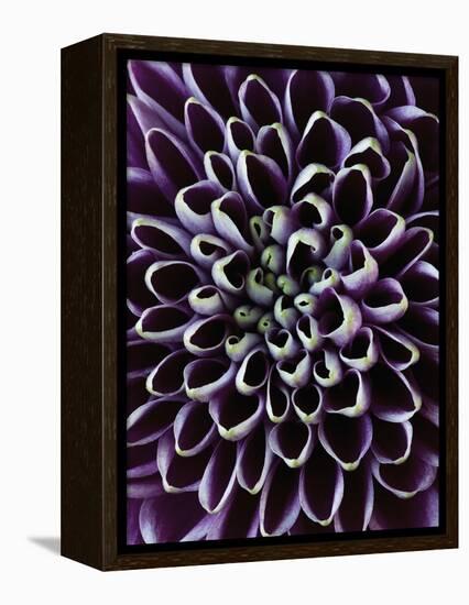 Close-up of Chrysanthemum Flower-Clive Nichols-Framed Premier Image Canvas