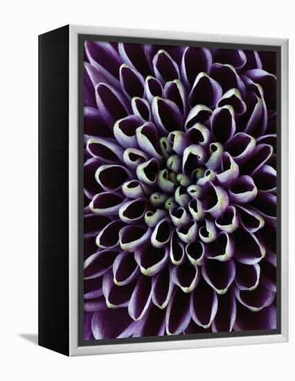 Close-up of Chrysanthemum Flower-Clive Nichols-Framed Premier Image Canvas