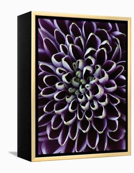 Close-up of Chrysanthemum Flower-Clive Nichols-Framed Premier Image Canvas