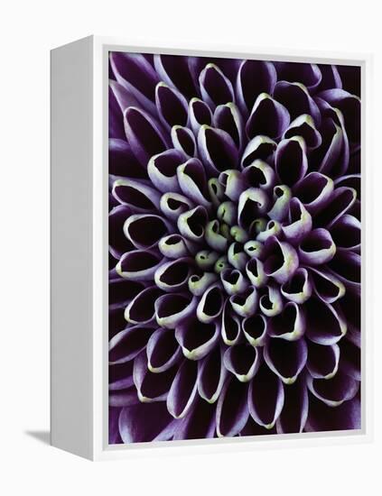 Close-up of Chrysanthemum Flower-Clive Nichols-Framed Premier Image Canvas