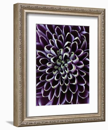 Close-up of Chrysanthemum Flower-Clive Nichols-Framed Photographic Print