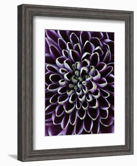 Close-up of Chrysanthemum Flower-Clive Nichols-Framed Photographic Print